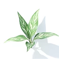 Variegated Green and White Leaves Potted Bonsai Plant with Fresh Healthy Foliage