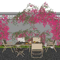 Outdoor Plant Combination with Vibrant Pink Bougainvillea on Wall for Dining Area Decor