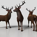 Three Brown Deer 3D Models With Large Antlers Standing On White Surface 3d model
