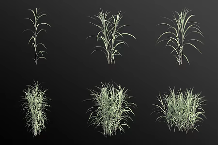 Elephant grass aquatic plant 3d model
