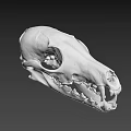 Detailed Animal Skull With Sharp Teeth And Bone Structure On Dark Background 3d model