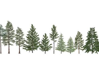 Various Sizes And Types Of Evergreen Trees With Green Foliage Arranged In A Row 3d model