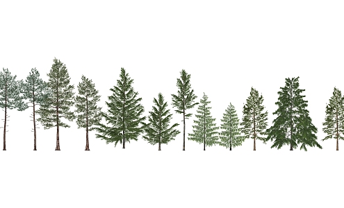 Modern Pine 3d model