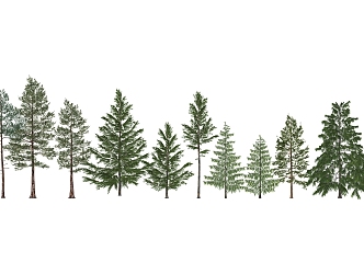 Modern Pine 3d model