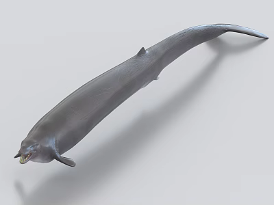3D Model of Gray Aquatic Animal With Streamlined Body Open Mouth Fins and Tail 3d model