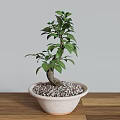 Bonsai Tree with Curved Trunk Green Leaves in Light Pot with Pebbles on Wooden Tabletop