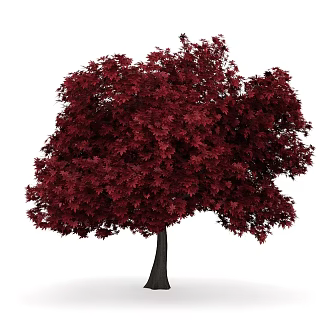 Red Maple Tree Outdoor Landscape Tree Plant Trees Red Maple 3d model