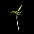 Green Spathe Plant With Tall Stem And Fresh Leaves On Black Background