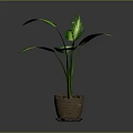 Green Potted Plant With Large Variegated Green And White Leaves In Brown Terracotta Pot