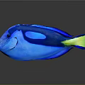 Vibrant Blue Tang Fish With Blue Body Yellow Tail And Reflection On Gray Background