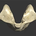 Natural White Irregular Shaped Porous Object On Black Reflective Background