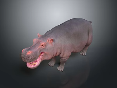 Detailed Realistic 3D Hippopotamus Model With Open Mouth On Dark Background 3d model