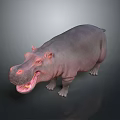 Detailed Realistic 3D Hippopotamus Model With Open Mouth On Dark Background