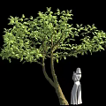 Green Leafy Tree With Forked Trunk And White Dress Female Statue On Black Background