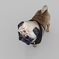 Cute Pug Dog Wearing Black Bandana With Best Chef Logo And Utensils Design