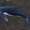 Majestic Humpback Whale Swimming Underwater In Natural Ocean Marine Habitat Environment