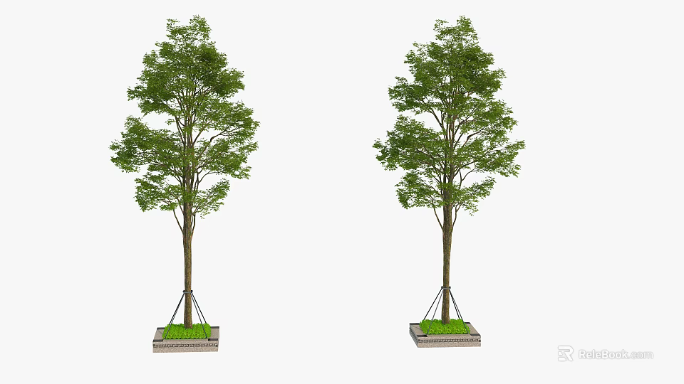 Two Healthy Arbor Trees With Green Leaves Planted In Planter Base 3d model 