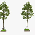 Two Healthy Arbor Trees With Green Leaves Planted In Planter Base