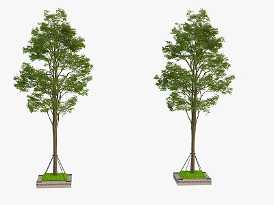 Two Healthy Arbor Trees With Green Leaves Planted In Planter Base 3d model