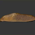Orange Slug With Textured Body On Black Surface And Visible Reflection