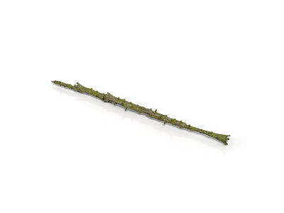 Long Green Stick Insect With Spiky Body Resembling Tree Branch In Wild 3d model