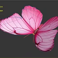 Stunning Pink Butterfly with Spread Wings and Detailed Wing Patterns on Dark Background