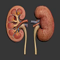 Medical Device Kidney Anatomical Model with Detailed Internal Structure for Medical Education and Training