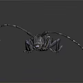 Flying Insect Longhorn Beetle Detailed 3D Rendering Dark Body White Spots Long Antennae Blue Legs