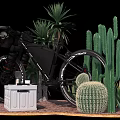 Modern Bicycle Display with Cacti Palm Plants and White Storage Box on Gravel