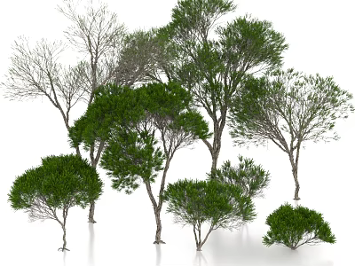 Various Types Of Arbor Trees With Different Sizes And Green Foliage In Natural Scenery 3d model