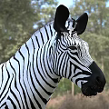 Wild Zebra With Black And White Stripes Standing In Natural Grassland Habitat