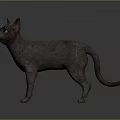 Gray Short Haired Cat With Blue Eyes Standing On Dark Background 3d model