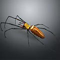Golden Spider With Long Legs And Red Markings Close Up View