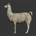 Realistic White Llama Standing On Black Background With Reflection And Details 3d model