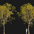 Two Trees With Slender Trunks Yellow Green Leaves And Standing Person On Black Background