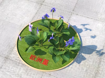 Vibrant European Violet With Purple Flowers Green Leaves On Circular Base And Stone Pavement 3d model