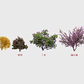 Beautiful Garden Flowers Featuring Yellow Forsythia Winter Jasmine Purple Lilac And Flowering Almond