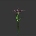 Single Beautiful Pink Lily With Pink Petals Green Stem And Fresh Leaves