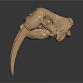 Medical Device Anatomical Skull Model with Detailed Bone Structure for Educational Training Use