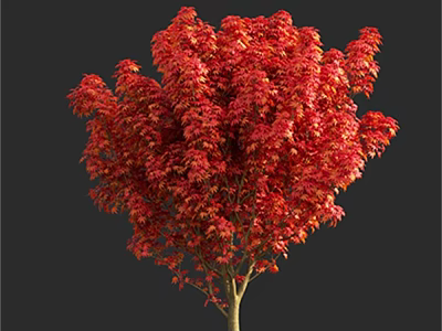Vibrant Red Leaf Arbor Tree With Lush Canopy Isolated On Dark Background 3d model