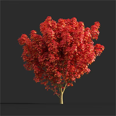 modern red maple 3d model