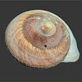 Modern Conch Bone Snail 3d model