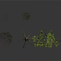 Plants With Dried Trees Exposed Roots And Green Leafy Branches On White Background
