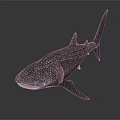 Realistic Whale Shark Model With White Spots On Dark Body And Marine Features