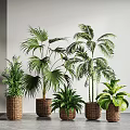 Various Types of Green Potted Plants in Wicker Baskets with Light Colored Walls Background