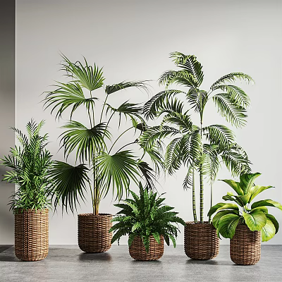Various Types of Green Potted Plants in Wicker Baskets with Light Colored Walls Background 3d model