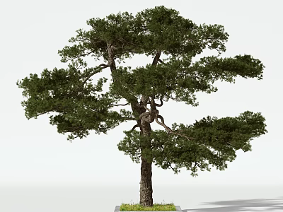 Graceful Pine Tree With Lush Green Foliage And Sturdy Trunk On Grass Base 3d model