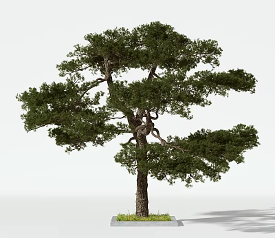 Modern Trees Trees 3d model