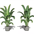 Pair of Potted Plants with Large Green Leaves in Gray Concrete Pots on White Background