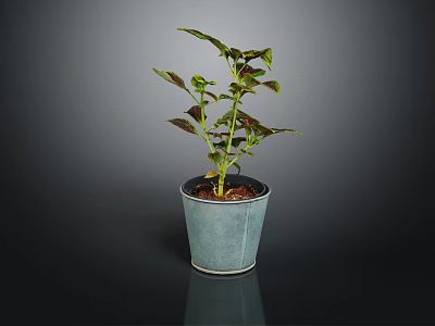 Indoor Plant in Blue Pot with Green and Purple Leaves on Dark Background 3d model